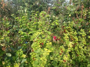 finding the orchard 2