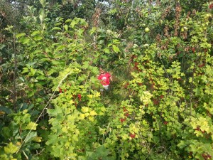 findingtheorchard1