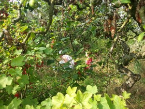 finding the orchard