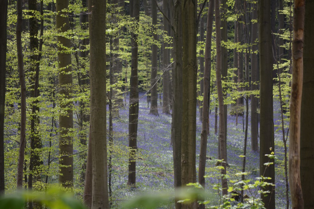 Hallerbos38