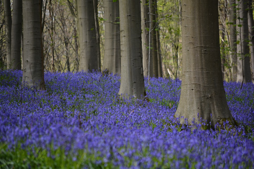 Hallerbos35