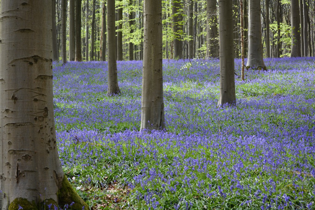 Hallerbos34