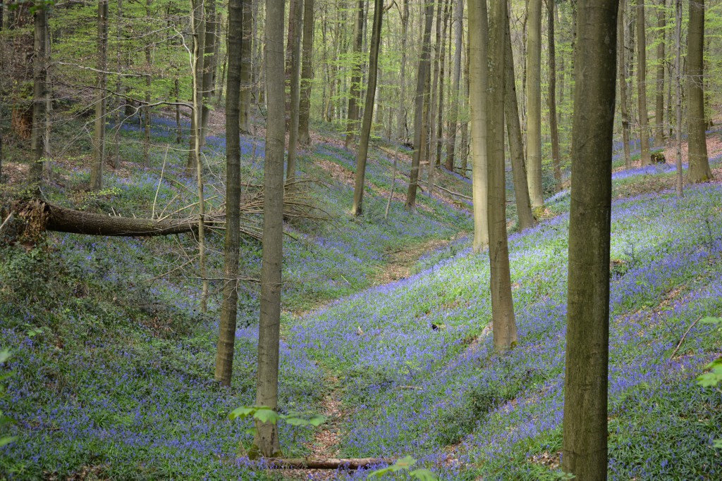Hallerbos31