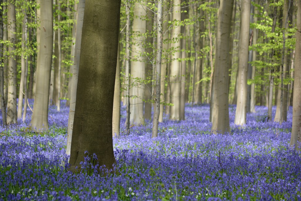 Hallerbos28