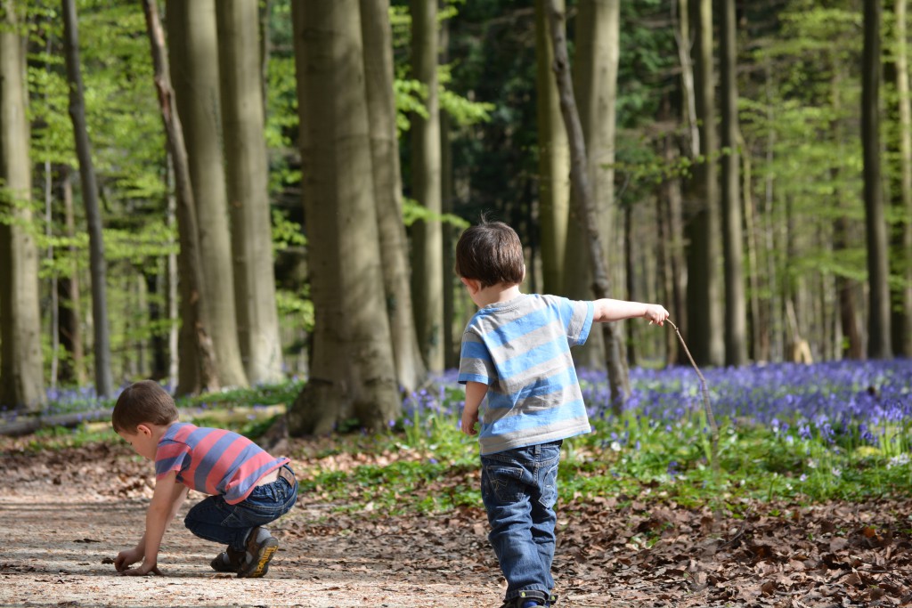 Hallerbos27