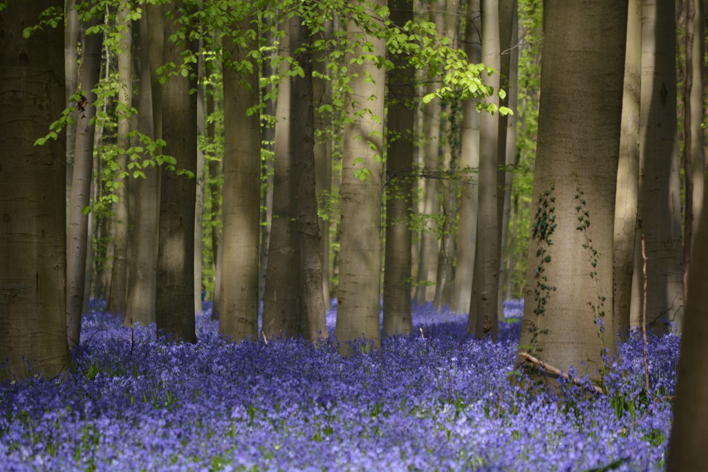 Hallerbos24