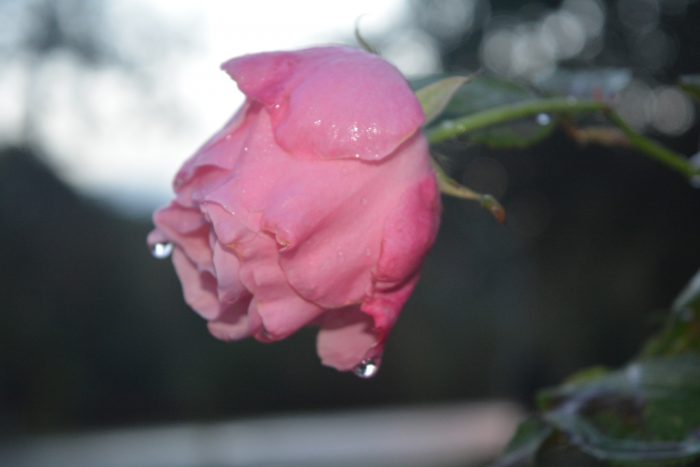 rosesintwilight