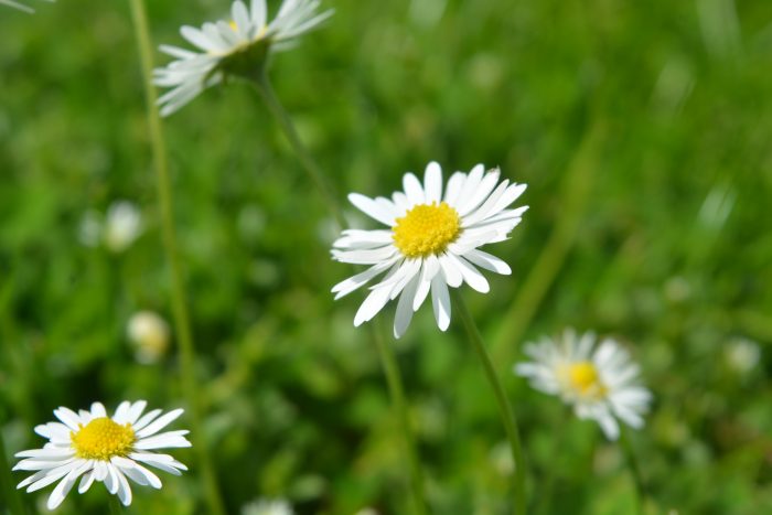 Garden magic