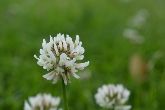 Garden magic