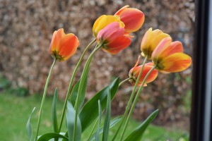 The very brave tulips